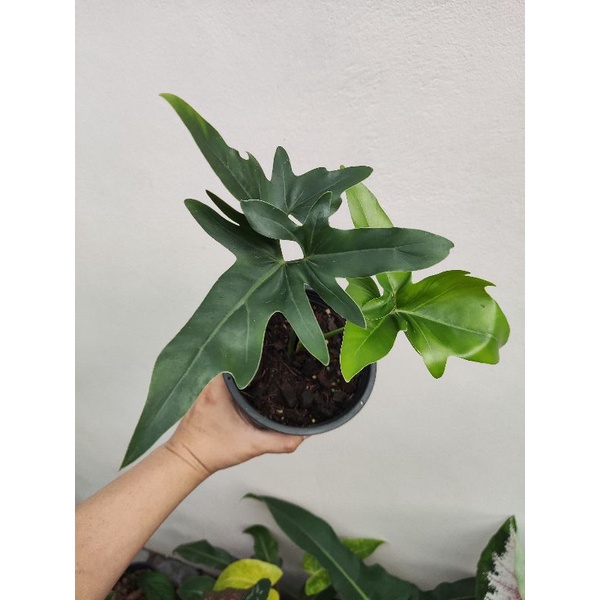 Philodendron Angela "African Fantasy" ฟิโลใบไขว้ ต้นเล็ก 2 ใบ กระถาง 6นิ้ว