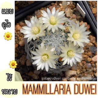 ⚪️🌼 แมมดูไว ไร้หนาม ‼️mammillaria duwei 🌼⚪️ สายแมม สายขาวๆฟุ้งๆ ต้องมีแมมดูไวค่ะ ราคาเบาๆ น้องแตกหน่อเองนะคะ  คุ้มม