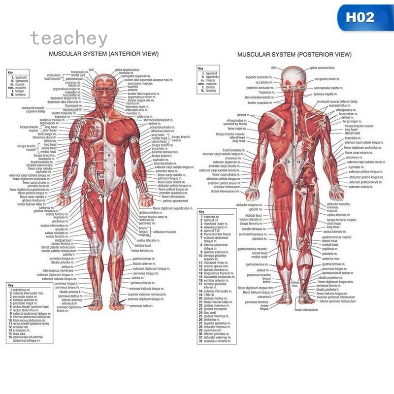 Retro Human Anatomy All System Body Poster Anatomical Chart Educational