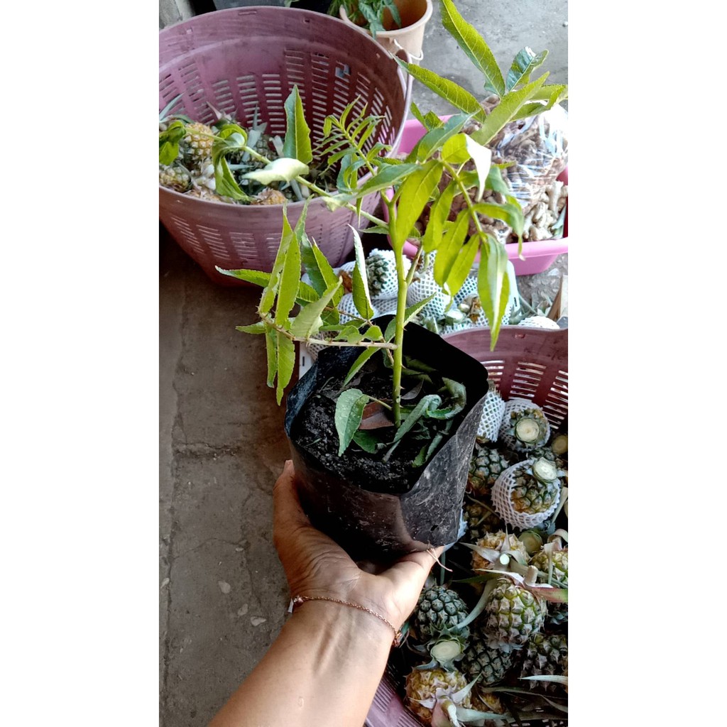 ต้นพันธุ์มะแขว่น เครื่องเทศอาหารเหนือ รสเผ็ดร้อน ใส่อาหาร ลาบ หลู้ แกง อร่อยมาก ต้น พร้อมปลูกในถุงดำ 39 บาท