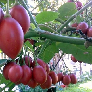 เมล็ดพันธุ์ ทามาริลโล่ มะเขือเทศต้น Tamarillo Seed บรรจุ 10 เมล็ด คุณภาพดี ของแท้ 100%