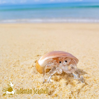 Andaman seashell  แก้วเป่าติดเปลือกหอย รูปปูเสฉวน ติดเปลือกหอย 83