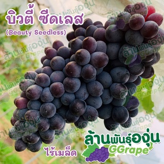 กิ่งพันธุ์องุ่น ตอป่า ติดตา พันธุ์บิวตี้ ซีดเลส (Beauty Seedless) ไร้เมล็ด ทรงผลรี มีขนาดปานกลาง สีดำ ช่อใหญ่ ปลูกในบ้าน