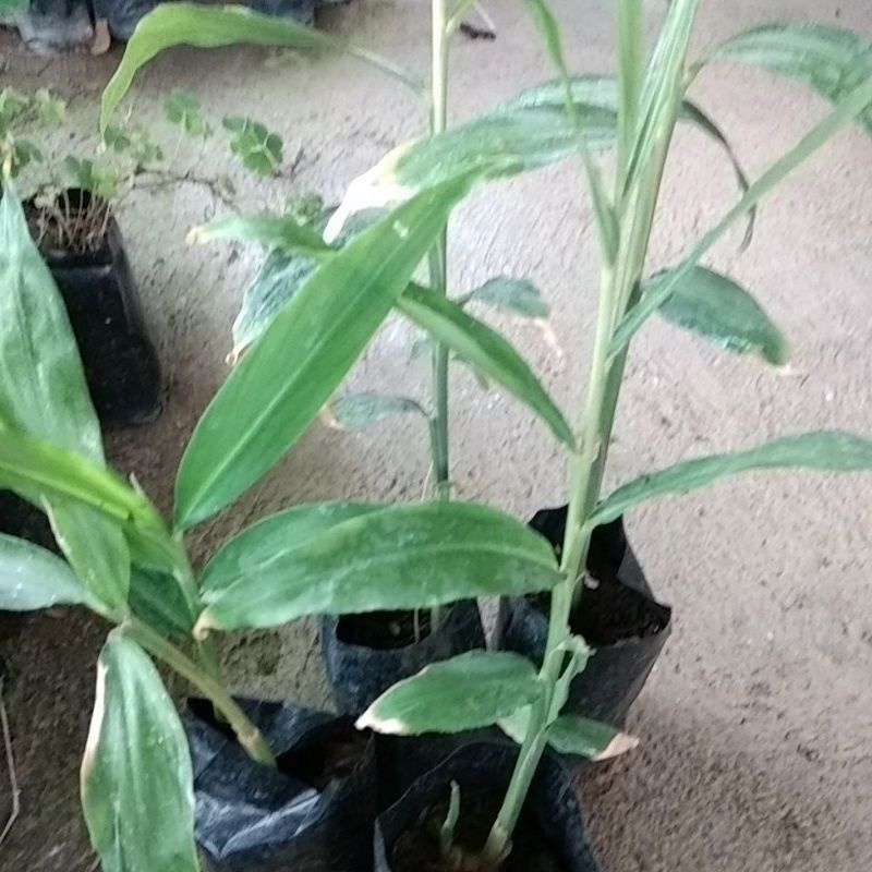 ต้นขิงอ่อนพร้อมปลูกในถุงดำต้นละ 30บาท