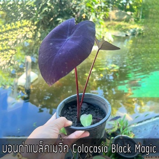 บอนดำแบล็คเมจิค Colocasia Black Magic ส่งแบบยกกระถาง ประมาณ20-30เซ็นติเมตร