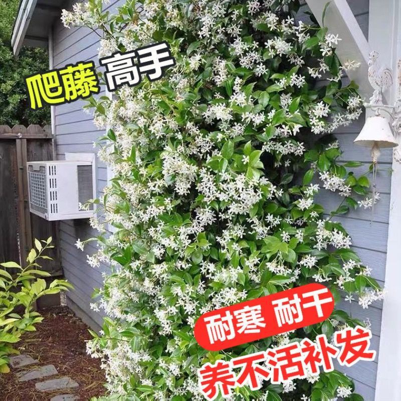 ดอกมะลิกังหันลม ปีนเขา Vine Plant Garden Climbing Wall Four Seasons ดอก ...