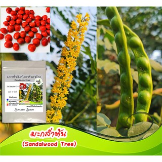 เมล็ดมะกล่ำต้น (Sandalwood Tree) 50 เมล็ด เมล็ดมะกล่ำ เมล็ดพันธุ์มะกล่ำ ไม้ยืนต้น เม็ดไม้ยืนต้น ไม้ป่า เม็ดไม้ป่า