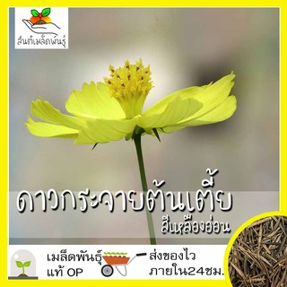 เมล็ดพันธุ์ ดาวกระจายต้นเตี้ย สีเหลืองอ่อน 150 เมล็ด Dwarf Lemon Sulphur Cosmos Seed เมล็ดพันธุ์แท้ นำเข้าจากต่างประเทศ