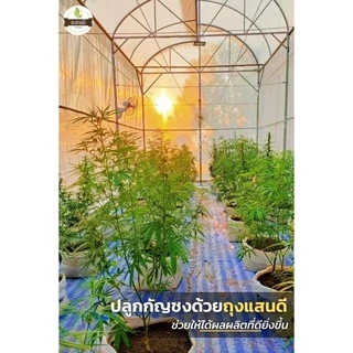 🌱ถุงเพาะปลูก​ แบบมีหูหิ้ว​ ปลูกมะนาว​ ปลูกมะละกอ​ ถุงใส่ต้นไม้ใหญ่🍄🌱