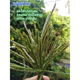 เมล็ดหญ้าตีนกา/หญ้าตีนนก/หญ้าคอก/หญ้าผากควาย/เครื่องยาสมุนไพร10บาท400เมล็ด+