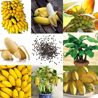 （อัตราการปลูกสูง）ต้นกล้วย กล้วยหอมกล้วยจิ๋ว ต้นไม้ที่ปลูกในห้องได้ Dwarf Banana Tree Seeds Mini Bonsai Plant Exotic Frui