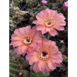 อิชินอปโอรส E02 Echinopsis cactus