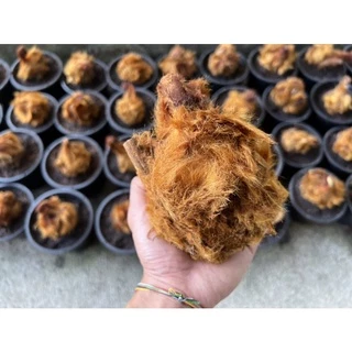 ว่านลูกไก่ทอง ไม้มงคลโบราณ ซื้อ3แถมเล็ก1 ขนสีทองสวย ว่านลูกไก่ปลูกไว้เสริมดวงและบารมี เป็นไม้มงคลโบราณ