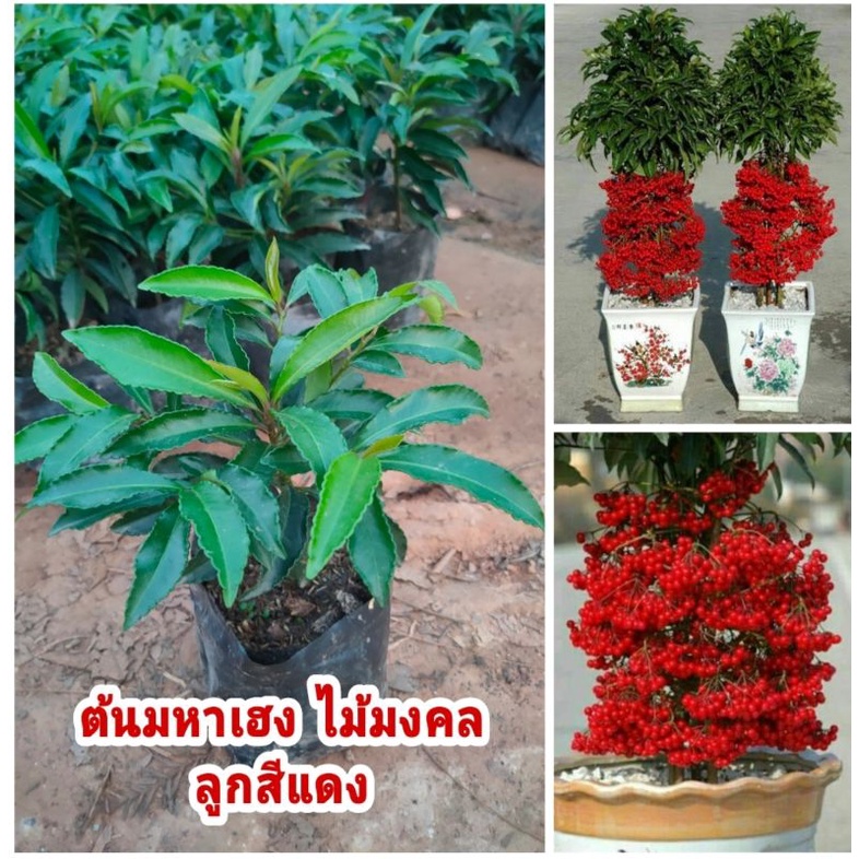 ต้นมหาเฮง ไม้มงคล มีผลสีแดงสด ต้นเพาะเมล็ด