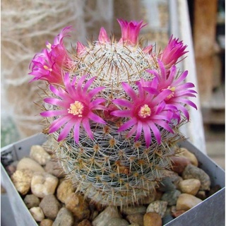 Mammillaria halbingeri v. rubriflora (ไม้หายาก)แมมมิลลาเรีย ฮัลบิงเกอรี่ ดอกสีชมพู