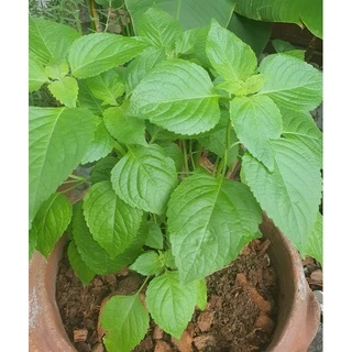 ยี่หร่า โหระพาช้าง กะเพาควาย ตัวเลือสูงสุด เมล็ดพันธุ์ 120 เมล็ด [10 แถม 1 คละได้]