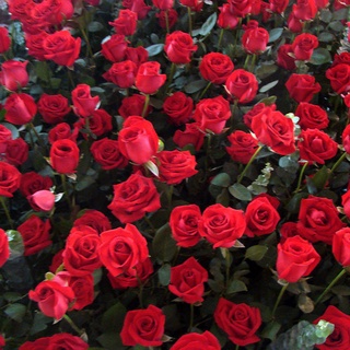 Red Rose Seeds DIY Home Garden flower seeds plants กุหลาบเลื้อย ต้นไม้ประดับซื้อ 1 แถม 1，50 เมล็ด (ไม่ใช่พืช)