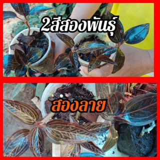 ว่านน้ำทองสองสีสองสายพันธุ์