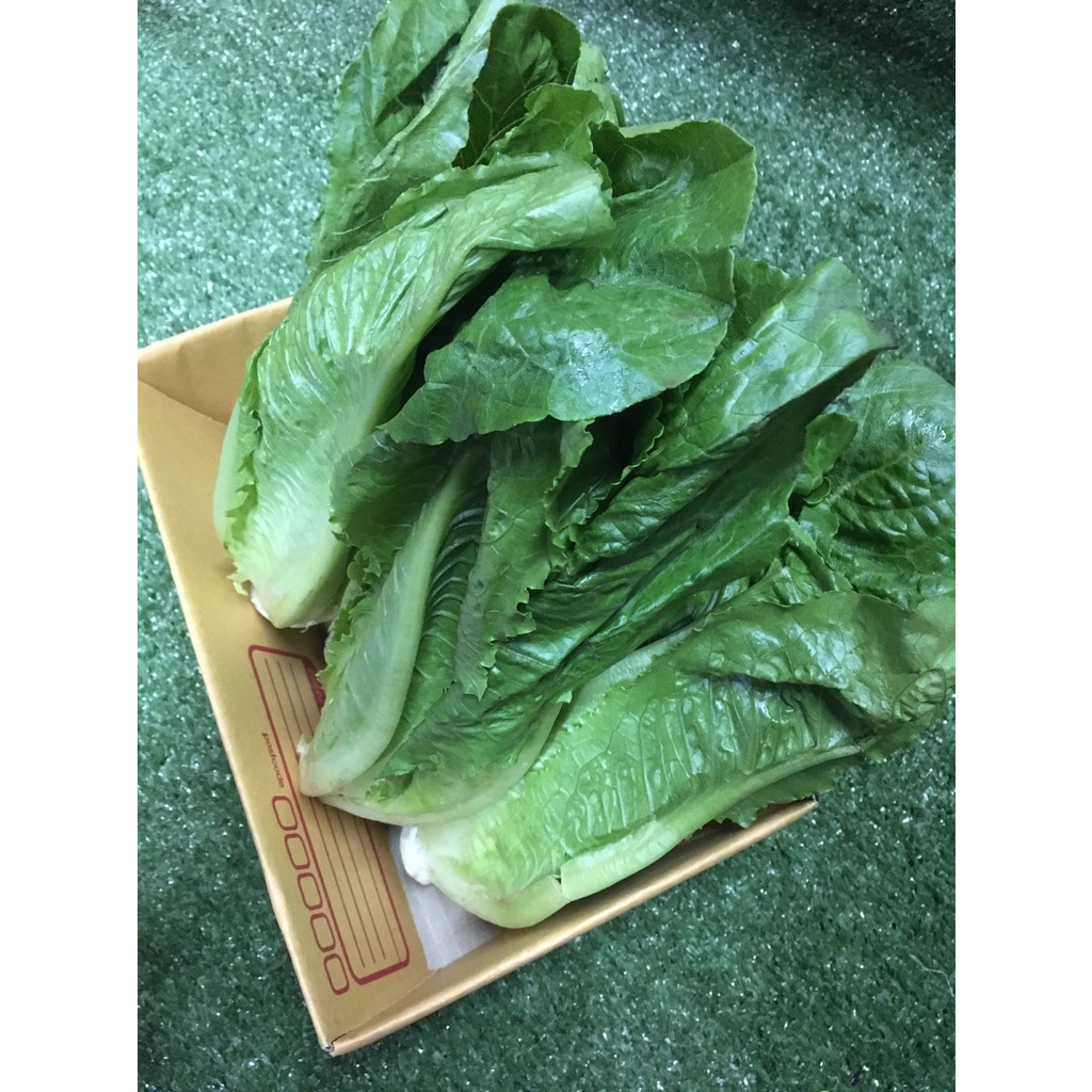 ผักสลัดคอสสด ปลูกดิน 🥬 รูปที่ 3