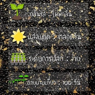เมล็ดพันธุ์ ดอกหงอนไก่ฝรั่ง สีแดง หงอนไก่ 200 เมล็ด Red Cockscomb Seed เมล็ดพันธุ์แท้ นำเข้าจากต่างประเทศ100% ดอกไม้ ดี