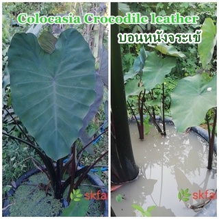 ต้นไม้บอนหนังจระเข้ Colocasia Crocodile leather ต้นส่งจริงใหญ่