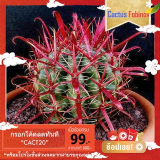 เฟอร์โรเล็บเหยี่ยวหนามแดง (Ferocactus Coloratus) 5 seeds