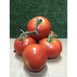 มะเขือเทศเนื้อ ปลอดสาร🍅 - มีใบรับรอง มะเขือเทศ มะเขือเทศใช้ทำสลัด น้ำปั่นสกัดเย็น