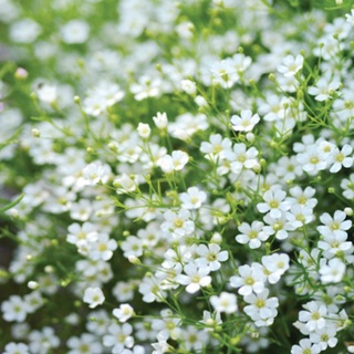 300 เมล็ด ยิปโซฟิล่าสีขาว - White Gypsophila (Gypsophila elegans)