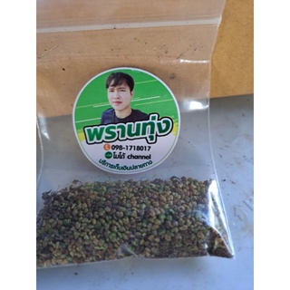 เมล็ดพันธุ์หิ้งเม่น30เมล็ด55บาทพร้อมส่ง