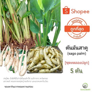 มันสาคู ต้นพันธุ์ จำนวน  5 ต้น