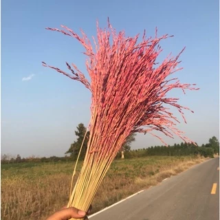 รวงข้าว รวงข้าวจริงตากแห้ง (ขั้นต่ำ2กำรวมได้)รวงข้าวย้อมสี หญ้าแห้ง หญ้าย้อมสี