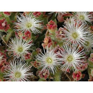 เมล็ดพันธุ์ ไม้ดอกอวบน้ำ Mesembryanthemum crystallinum iceplant 10 เมล็ด เมล็ดพันธุ์นำเข้าจาก ยุโรป อัตราการงอก 90 %