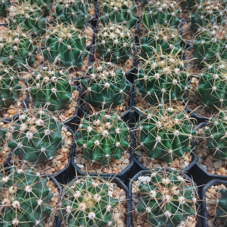 💥เฟอโรเล็บเหยี่ยว💥  Fero cactus ไม้เมล็ด ขนาด 4-5 ซม.ต้นแคคตัส ต้นกระบองเพชร (กรุณาอ่านรายละเอียดก่อนทำการสั่งซื้อครับ)