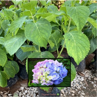 ต้นไฮเดรนเยีย ไฮเดรนเยีย (Hydrangea) ดอกไม้มหัศจรรย์เปลี่ยนสีได้ ** รับประกัน ส่งใหม่ฟรีหากสินค้าเสียหาย !!