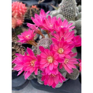 R001 Rebutia katy รีบูเทียสีชมพูเข้ม