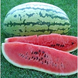 เมล็ด แตงโม คลอนไดค์ (Klondike Striped Watermelon Seed) ผลใหญ่ 12-15 กิโลกรัม บรรจุ 5 เมล็ด