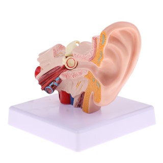 Magnification 1.5x Human Ear Joint Outer, Middle, Inner ear Model with Base