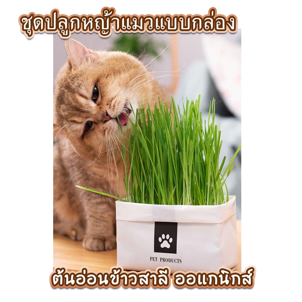 หญ้าแมว [มือใหม่ก็ปลูกได้ เมล็ดพันธุ์คุณภาพ] สินค้าครบชุดพร้อมปลูกทันที ต้นอ่อนข้าวสาลี หญ้าเเมว สำหรับสัตว์เลี้ยง thumbnail 3