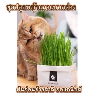 หญ้าแมวแบบกล่อง ครบชุดพร้อมปลูก ต้นอ่อนข้าวสาลี หญ้าเเมว สำหรับสัตว์เลี้ยง หญ้าแมว[มือใหม่ก็ปลูกได้ เมล็ดพันธุ์คุณภาพ]