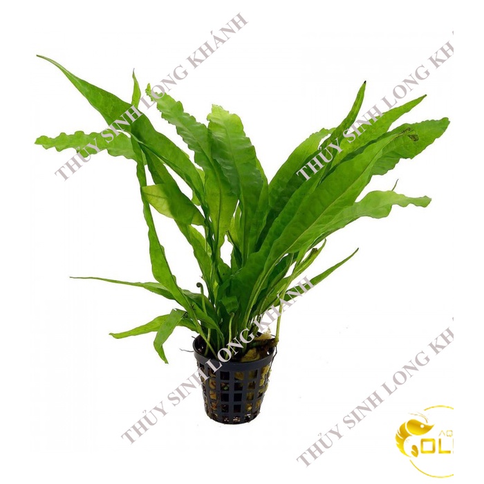พืชน้ํา Java Fern - อุปกรณ์เสริมน้ํา CHEAP AQUAGOLD