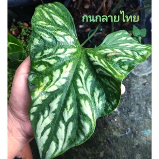 กนกลายไทยรูแที่2-6(ข้อไหลชำ 15/2/2566) ฟิโลเดนดรอน Philodendron