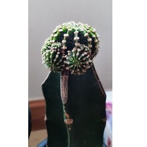 ยิมโน LB2178 แท้ 13 พู หน่อเด็ดสด สีตองอ่อน หน่อใหญ่ๆ