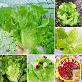 100% เดิมโรงงานRomaine Lettuce Seeds for Hydropics (100 Seeds)Vegetable Seeds for Plaผักชี/เด็ก/ดอกไม้/มะละกอ/ผักกาดหอม/