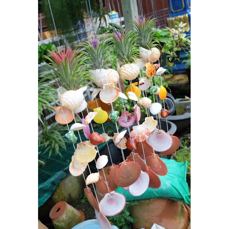 สัปปะรดสีทิลแลนเซีย ใส่กระถางโมบายหอย ราคาถูก50บาท (GreenTreeShop)