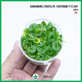 [APC] Cardamine lyrata sp. (Vietnam) (ตำลึงน้ำเวียดนาม) [ไม้…