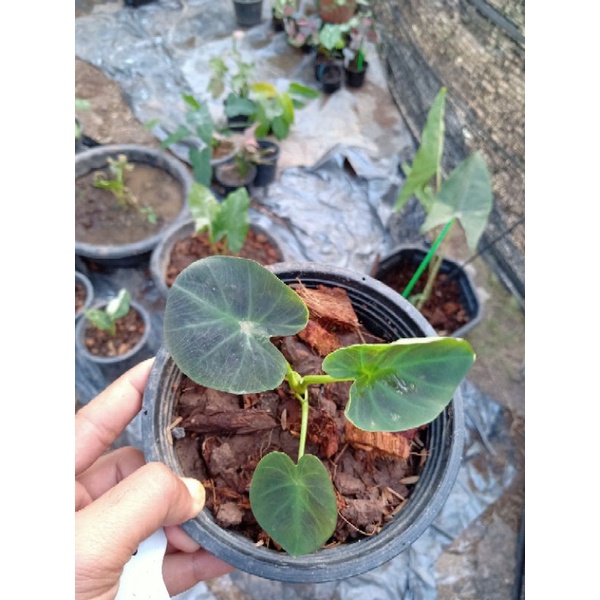 บอนดำอะโลฮ่า colocasia esculenta "aloha"