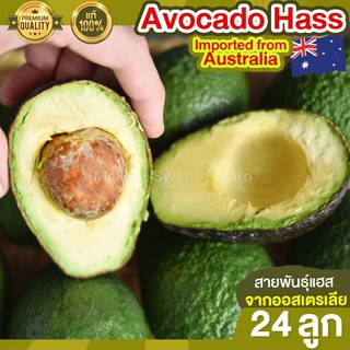 อะโวคาโด 24 ลูก Avocado Hass อะโวคาโด้ อโวคาโด อะโวคาโดสด อะโวคาโดสุก อะโวคาโด แฮส ผลไม้ ผลไม้สด นำเข้าจากออสเตรเลีย