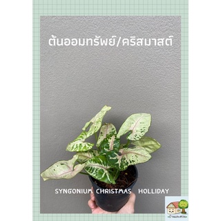 ต้นออมทรัพย์ ออมคริสมาสต์ในกระถาง 4 นิ้ว ตระกูล syngonium เงินไหลมา
