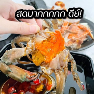 🦀ปูไข่ดองน้ำปลาสูตรซามูไร​ 🦐กุ้งดองน้ำปลา​ โคตรสด​โคตรอร่อย