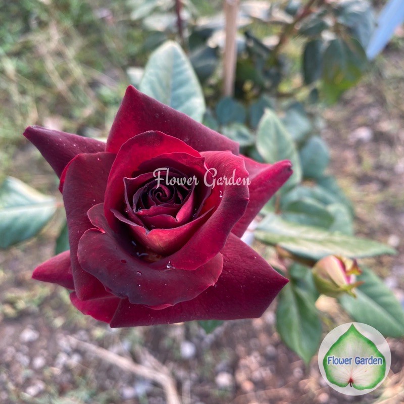 F447 กุหลาบ ดาร์คไนท์ (Dark Night Rose) สีแดงเข้ม กุหลาบตัดดอก